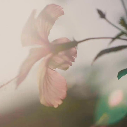 The New Jor Collecti